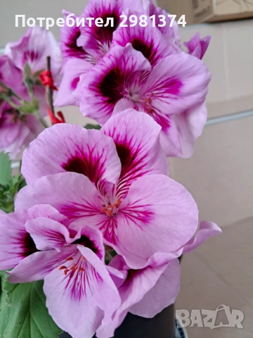 Кралско мушкато, снимка 3 - Стайни растения - 54216735