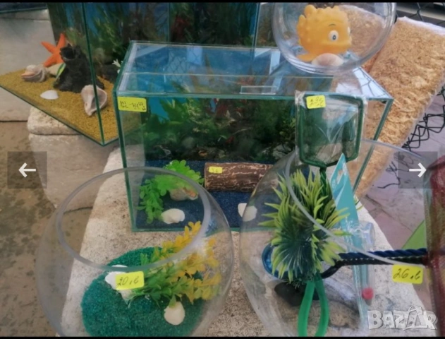 Продавам растения Пистия и други, снимка 3 - Други - 53020473