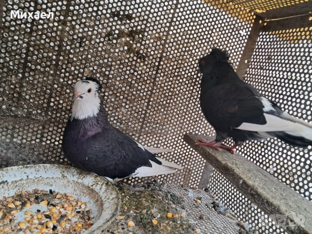 Гълъби, снимка 9 - Гълъби - 54091665