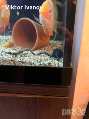 Дизайнерски кантиран аквариум с шкаф, снимка 3 - Аквариуми - 52969222