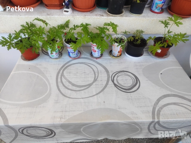 Индрише, снимка 2 - Стайни растения - 51728500