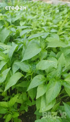 Разсад домати краставици пипер тиквички , снимка 4 - Разсади - 50259704
