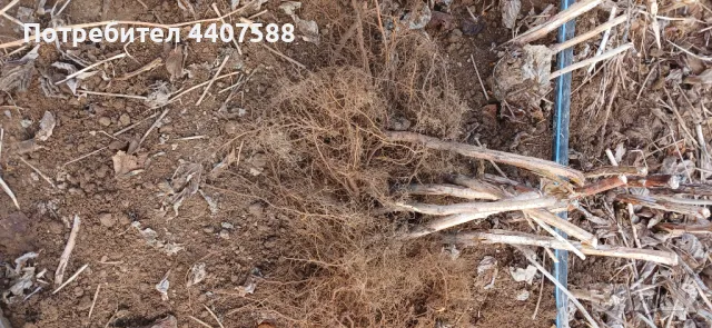 Расзад малини , снимка 8 - Разсади - 49498256