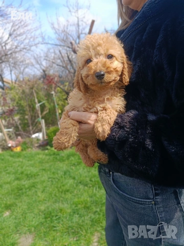 Пудел / Кавапу, снимка 2 - Пудели - 53934093