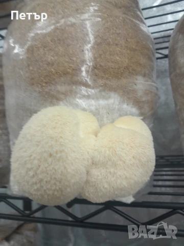 Домашно отгледани гъби Лъвска грива | Fresh Lion's Mane Mushrooms, снимка 6 - Домашни продукти - 51071668
