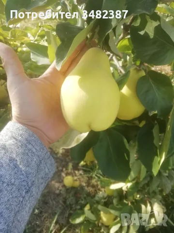 Продавам български дюли            , снимка 2 - Домашни продукти - 56452248