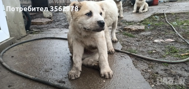 САО Алабай , снимка 6 - Алабай - 53299923