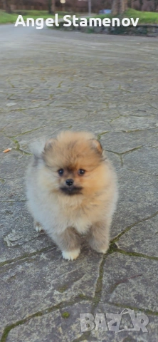 Померан,минимомченце с родословие!, снимка 9 - Померан - 53208731