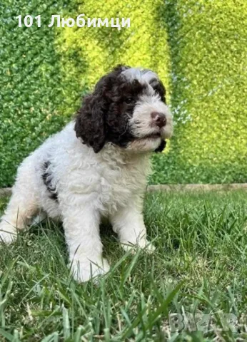 Лагото романьоло, снимка 3 - Други - 47462707