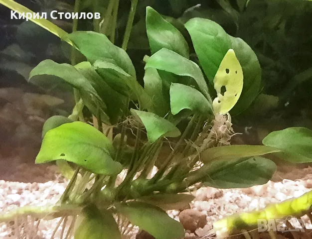 Продавам живи водорасли за аквариум, снимка 2 - Оборудване за аквариуми - 56011295