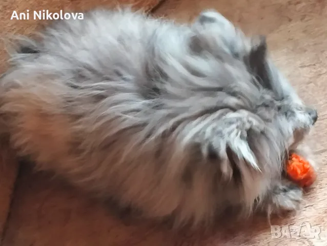 Померан рядък цвят мерле със синьо око, снимка 4 - Померан - 50248156