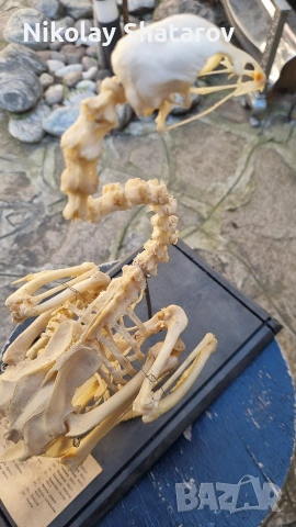 Анатомичен модел. кокошка, снимка 5 - други­ - 53911639