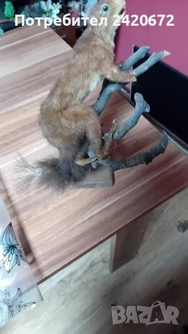 препарирана катеричка на клонка, снимка 3 - Декорация за дома - 51090826