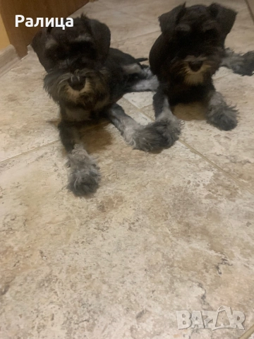 Цвергшнауцер черно - сребро , снимка 1