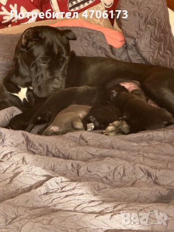 Кане Корсо / Cane Corso