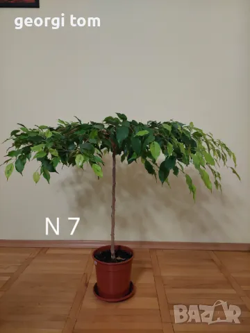 Продавам фикуси бенджамин 25-65 лв.