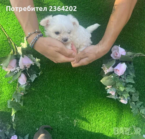 малтийска болонка, снимка 2 - Болонка - 55968960