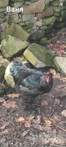 Продавам петел порода черна брама, снимка 3 - Кокошки и пуйки - 52953944