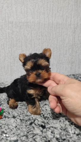 Мини йоркширски териер 