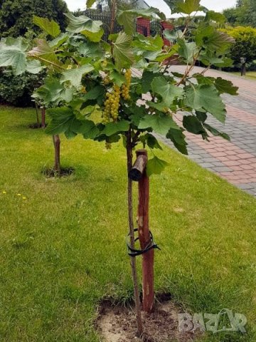Дръвчета касис и цариградско грозде, снимка 2 - Градински цветя и растения - 44195828