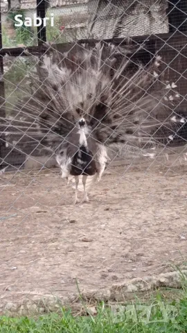 пауни  oпал Арлекин , снимка 1