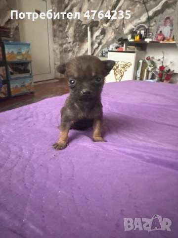 Смеска между пинчер и Чихуахуа , снимка 2 - Пинчер - 53826303