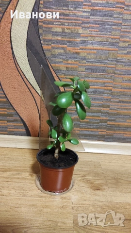 Продавам „Дървото на живота“ – красиво, лесно за отглеждане и носи уют! 