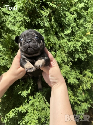 френски булдог/french Buldog, снимка 2 - Френски булдог - 55876701