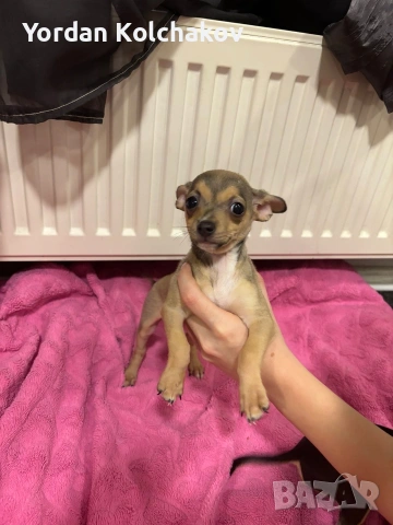 Чиху-пинчер кученца – готови за нов дом, снимка 4 - Пинчер - 53297111