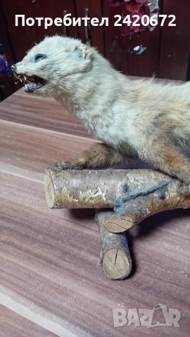 препарирана глава сърандак Препарирана бялка Препарирана катеричка., снимка 5 - Други - 52065871