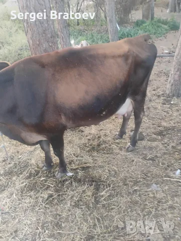 продавам крава Джерсеи на две теллетА , снимка 2 - Кози - 55896089