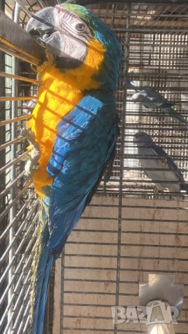 Ръчно хранена синьо жълта женска Ара, снимка 2 - Папагали - 53047735