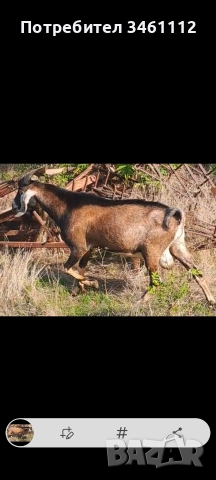 продавам 2 кози и един пръч редовни, снимка 4 - Кози - 52719193