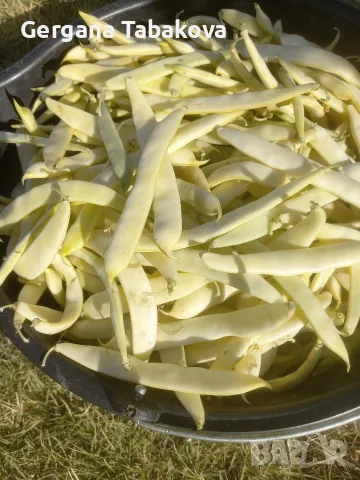 жълт фасул пресен, снимка 2 - Домашни продукти - 56158639