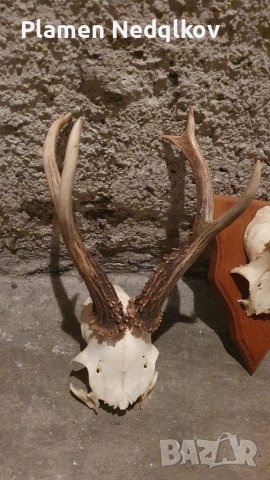 Сет рога, снимка 10 - Колекции - 39485402