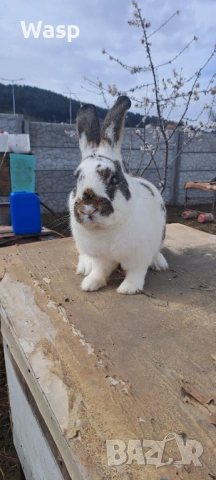 Мъжки заек,работещ, снимка 2 - Други - 54004973