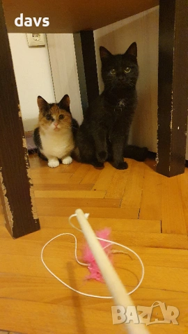 Приемен / постоянен Дом за Черна принцеса, снимка 12 - Други - 53331492