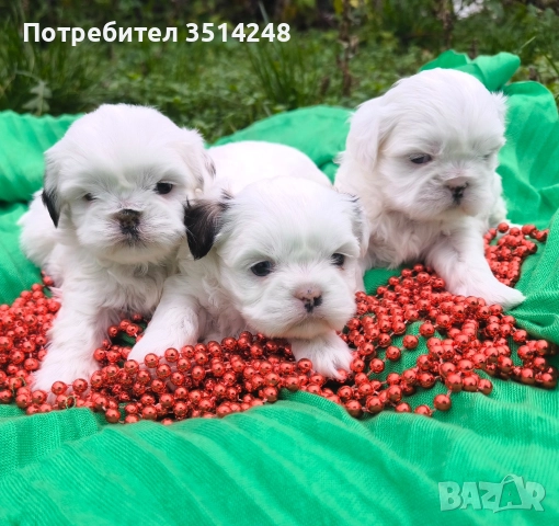 Ши тцу , снимка 5 - Ши Тцу - 52638729