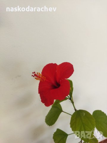 Китайски рози хибискус червена фуния, снимка 10 - Стайни растения - 38143414
