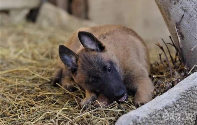 Белгийски овчарки-малиноа , снимка 3 - Белгийска овчарка - 53935190