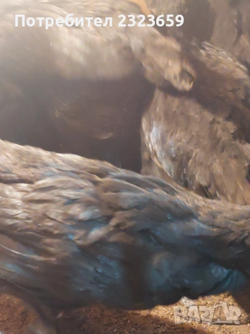 Пилета , снимка 7 - Кокошки и пуйки - 54163977