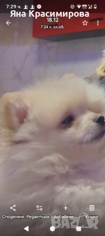 Мини шпиц померан , снимка 4 - Померан - 52877866