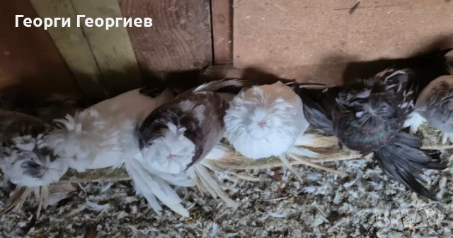 Гълъби бухари , снимка 12 - Гълъби - 52404966