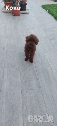 пудел Тийкъп/Той пудел за разплод , снимка 14 - Пудели - 51018130
