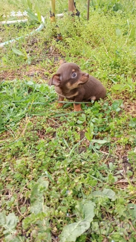 Продавам чихопинчерчета, снимка 2 - Пинчер - 54365798