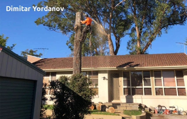 Режем ОПАСНИ дървета!, снимка 4 - Други услуги - 52674734