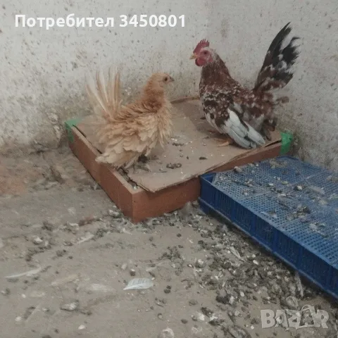 Свободни шабо пилета чифтове , снимка 3 - Кокошки и пуйки - 56325608
