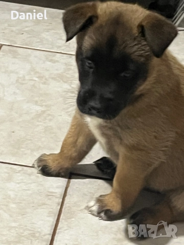 Белгийска овчарка-Малиноа , снимка 9 - Белгийска овчарка - 52623774