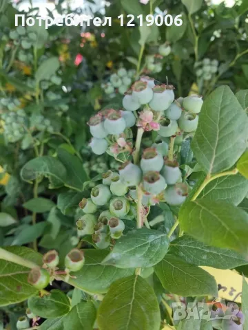 Първокласен инвитро разсад от боровинки, малини и ягоди, снимка 2 - Разсади - 47828418