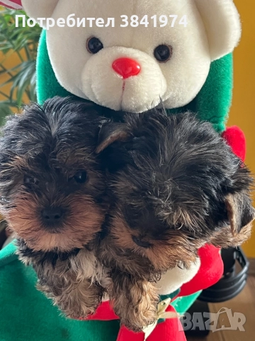 Йоркширски териер, снимка 3 - Йоркширски териер - 52511387